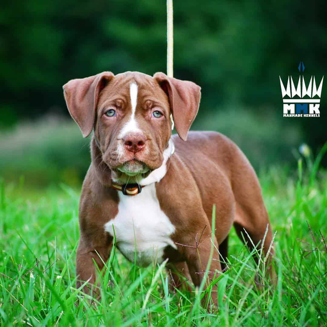 american pit bull terrier puppy