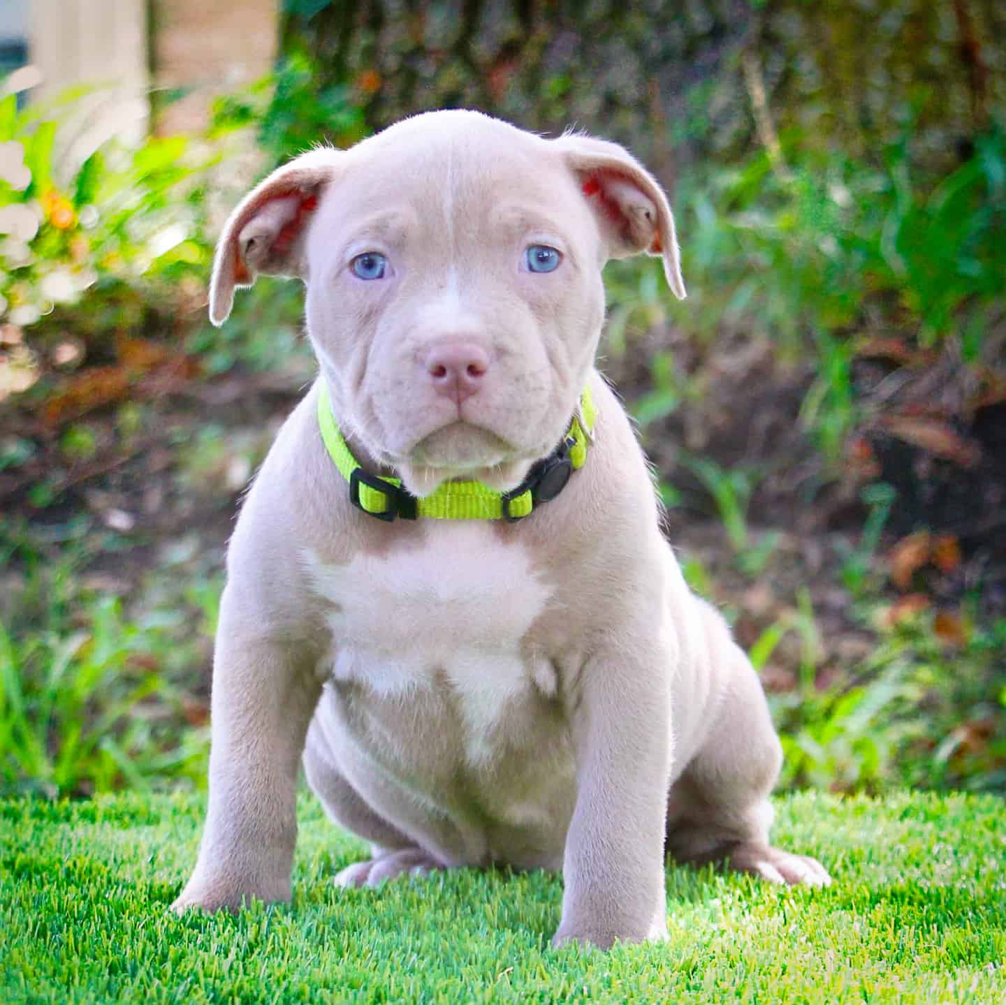 red and blue pitbull puppies