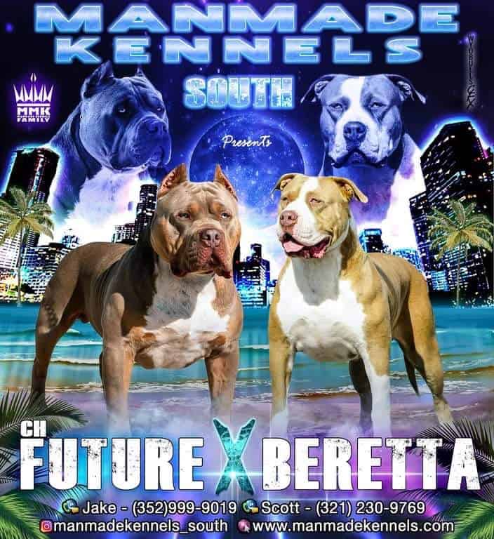puppy pitbulls for sale