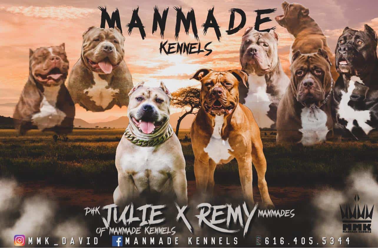 PITBULL PUPPIES FOR SALE