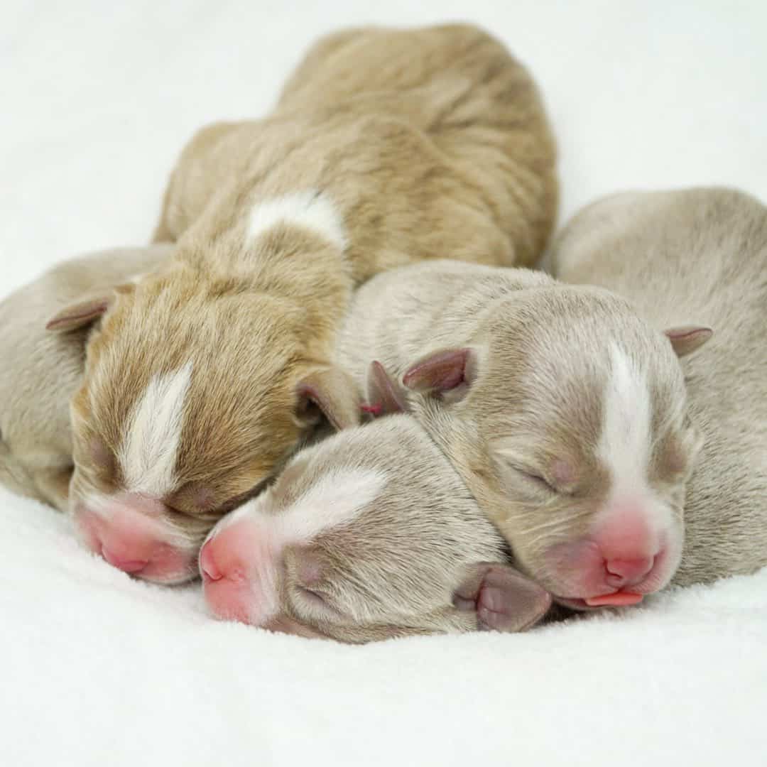 LILAC TRI PITBULL PUPPIES FOR SALE