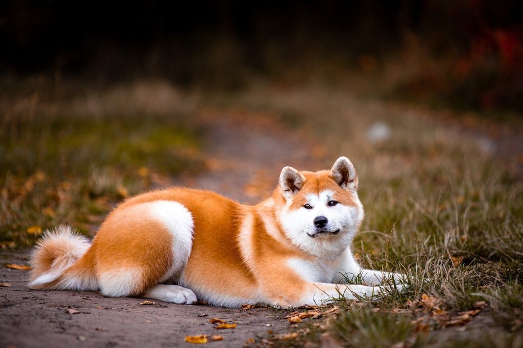 Akita guard dog