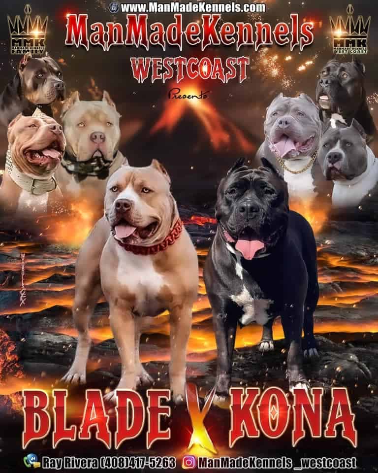 pitbull puppies for sale hulk ddk