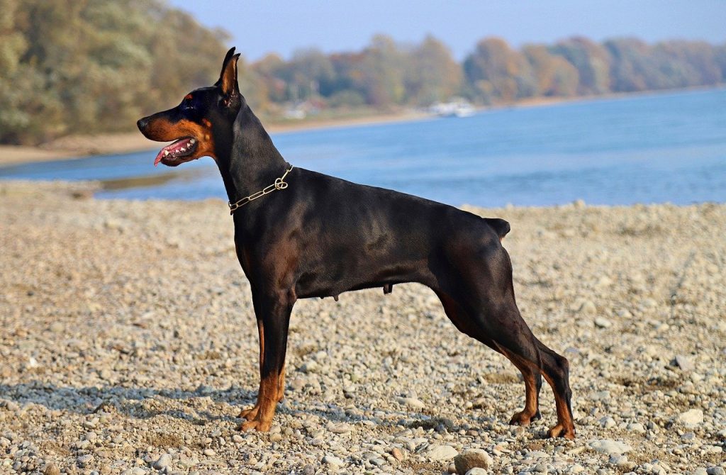 Doberman guard dog