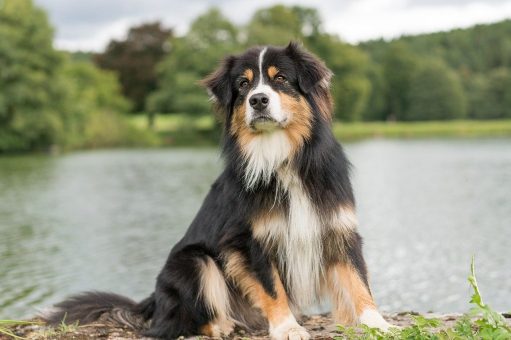 Australian Shepherd guard dog