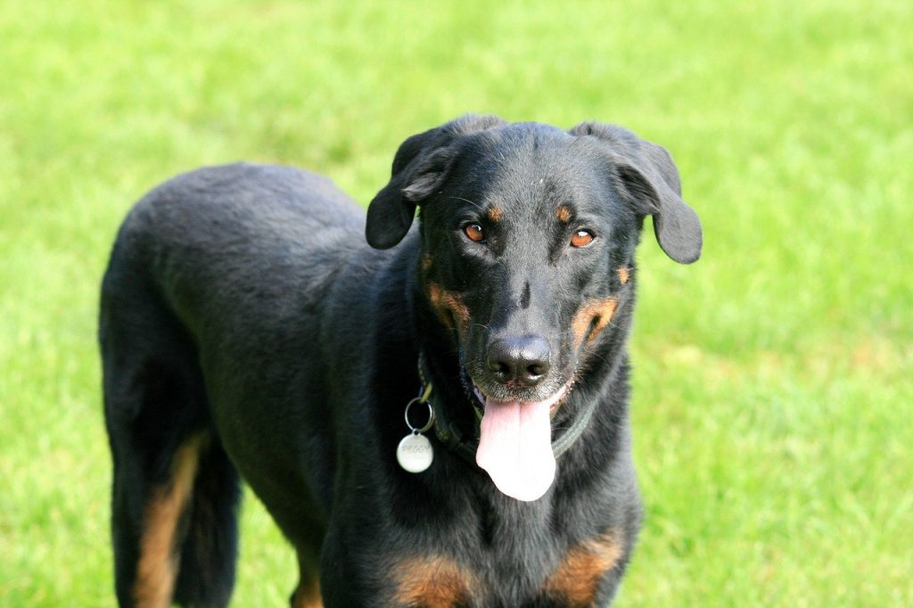 Beauceron guard dogs