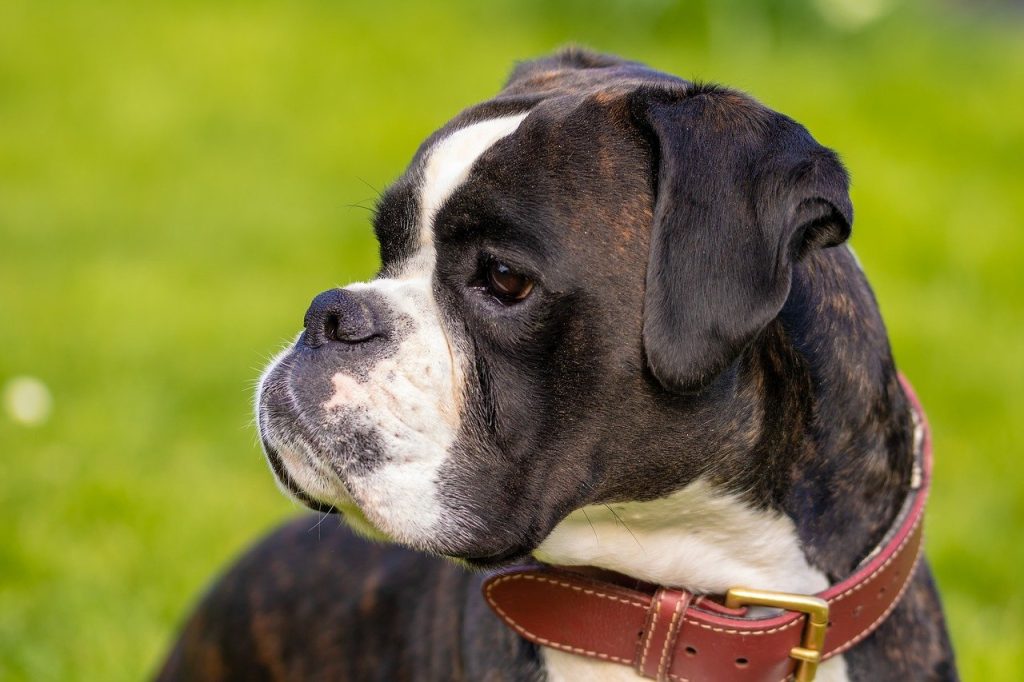 Boxer guard dogs