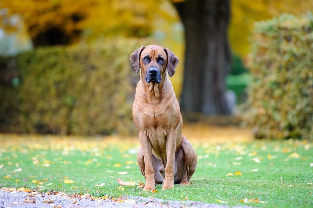 rhodesian ridgeback guard dog