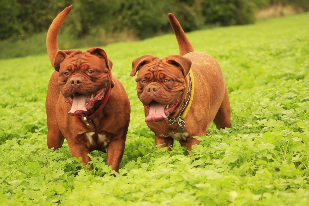 Mastiff guard dogs