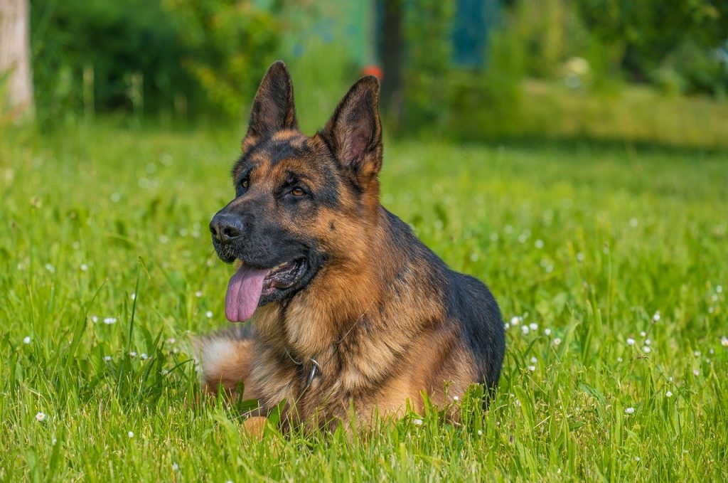 German shepherd guard dog