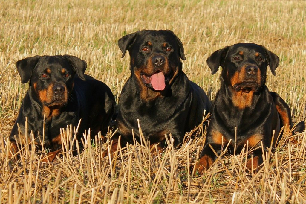 Rottweiler guard dogs
