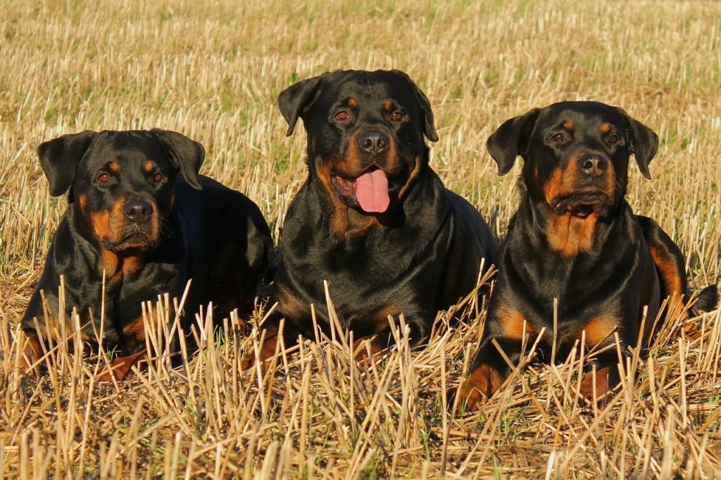 Rottweiler guard dogs
