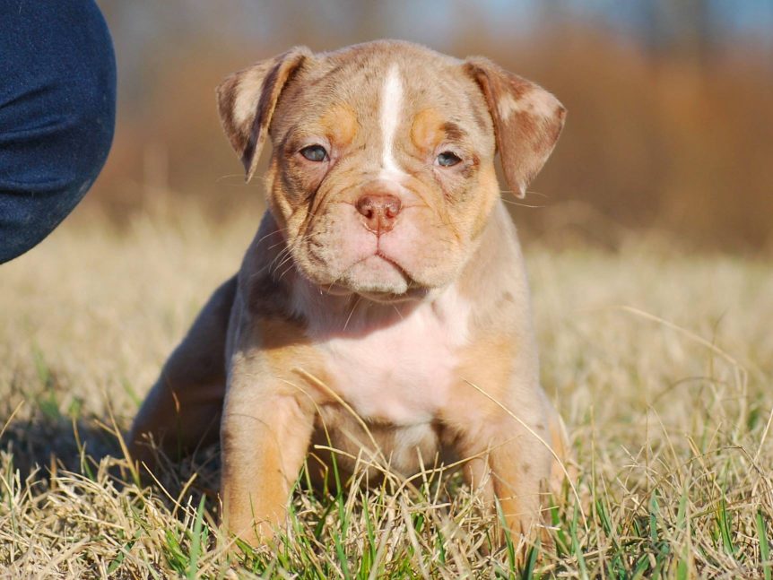 pitbull puppies for sale in nevada