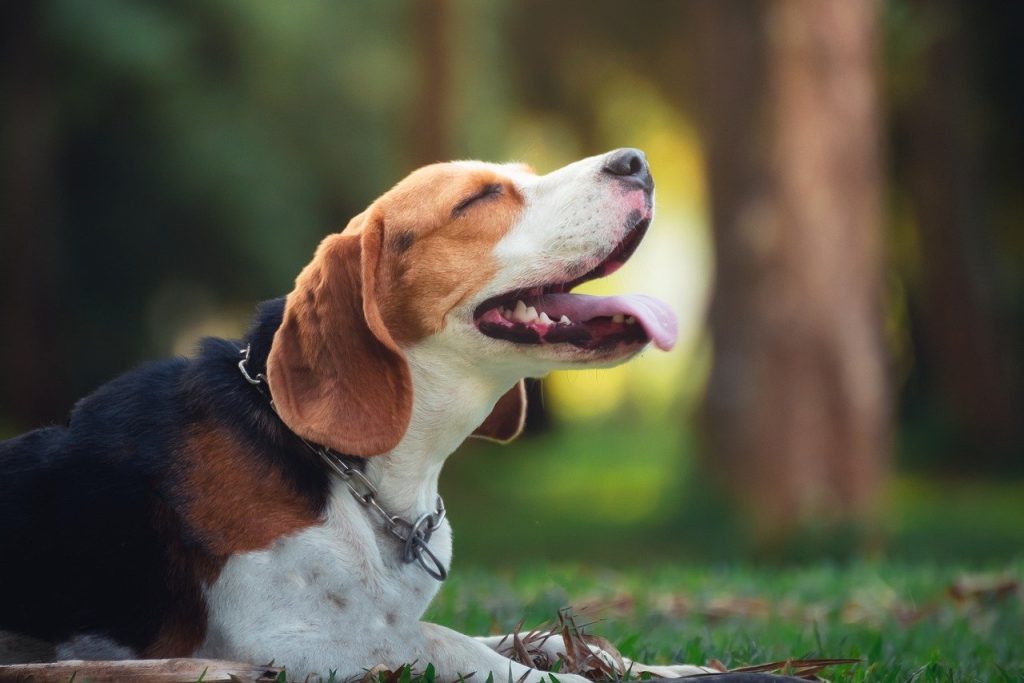 Beagle, best therapy dogs