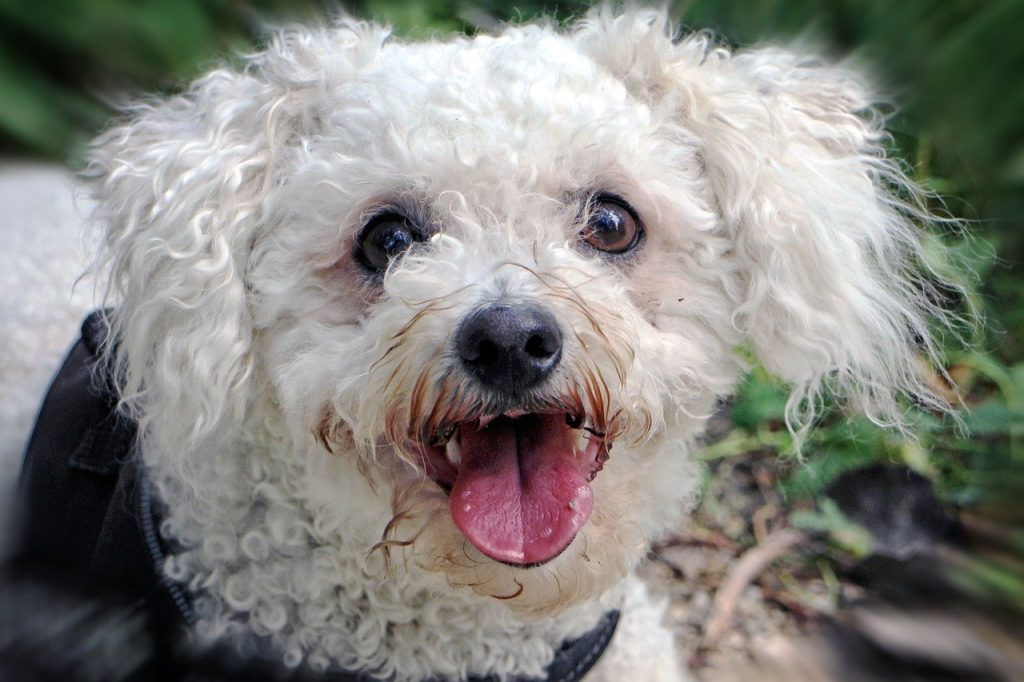 best therapy dogs, Bichon frise