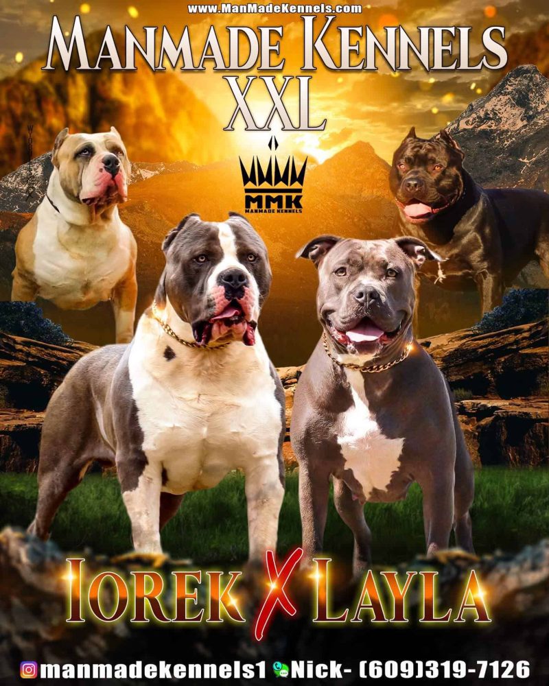 bluenose pitbull