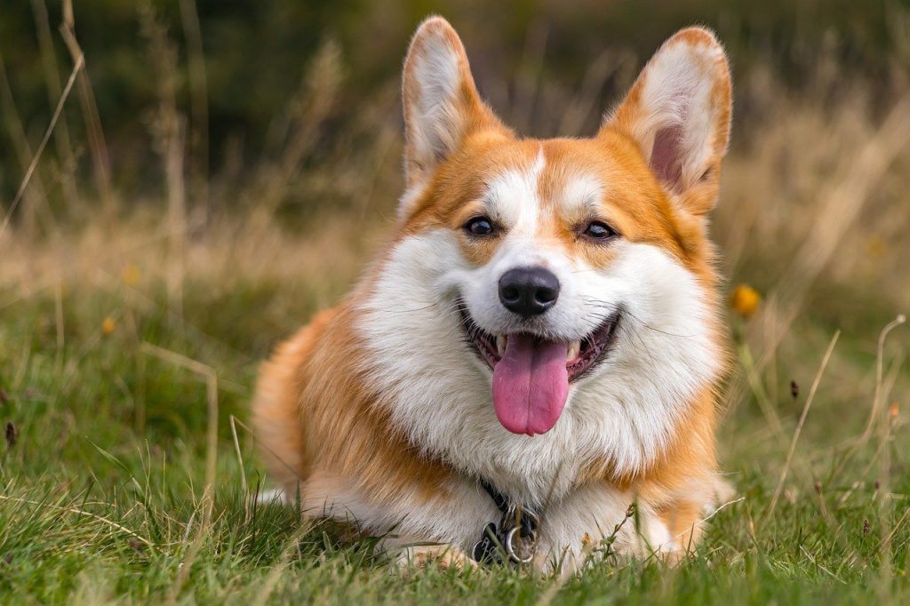 Corgi, Pembroke Welsh Corgi, best therapy dogs