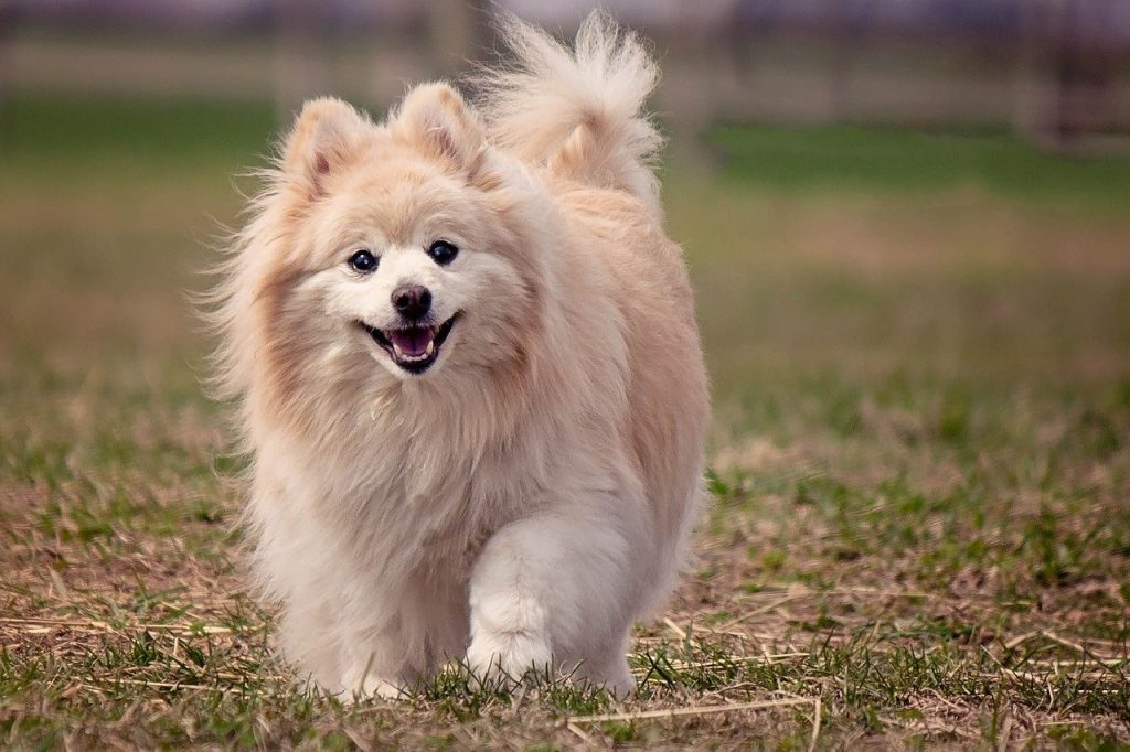 best therapy dogs