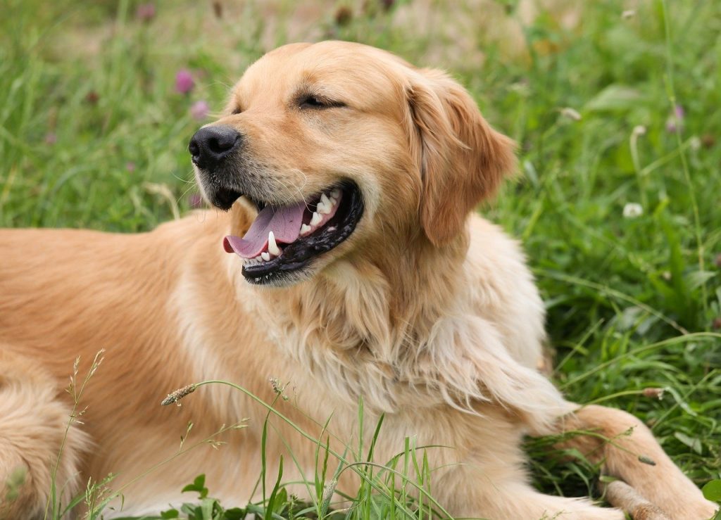 Golden retriever therapy dog