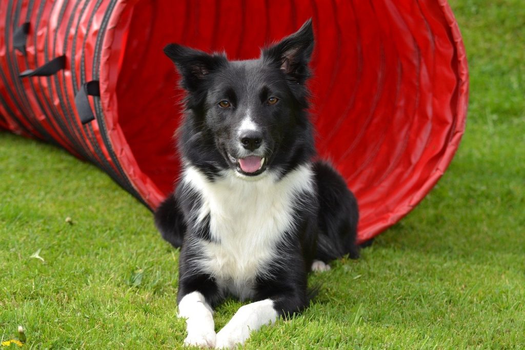 best therapy dogs, Border Collie