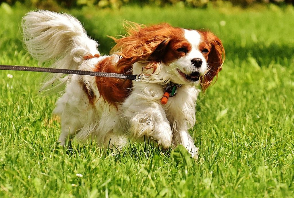 Cavalier King Charles Spaniel, best therapy dogs