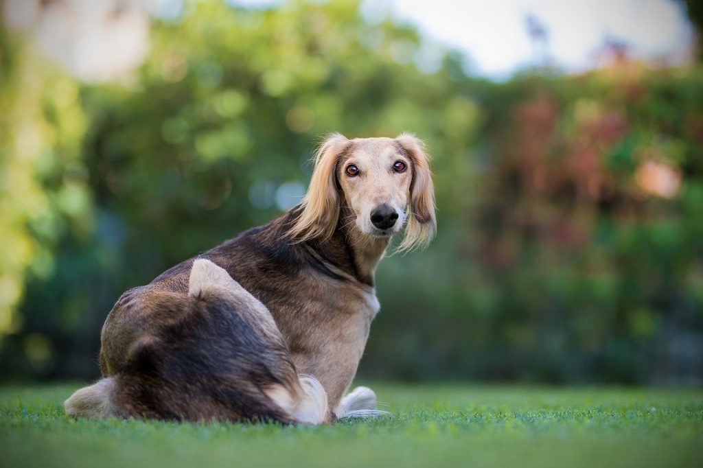 Greyhound therapy dogs