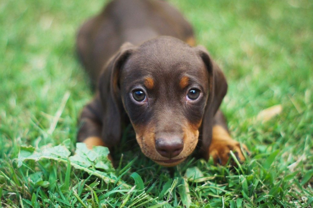 Dachshund, best therapy dogs
