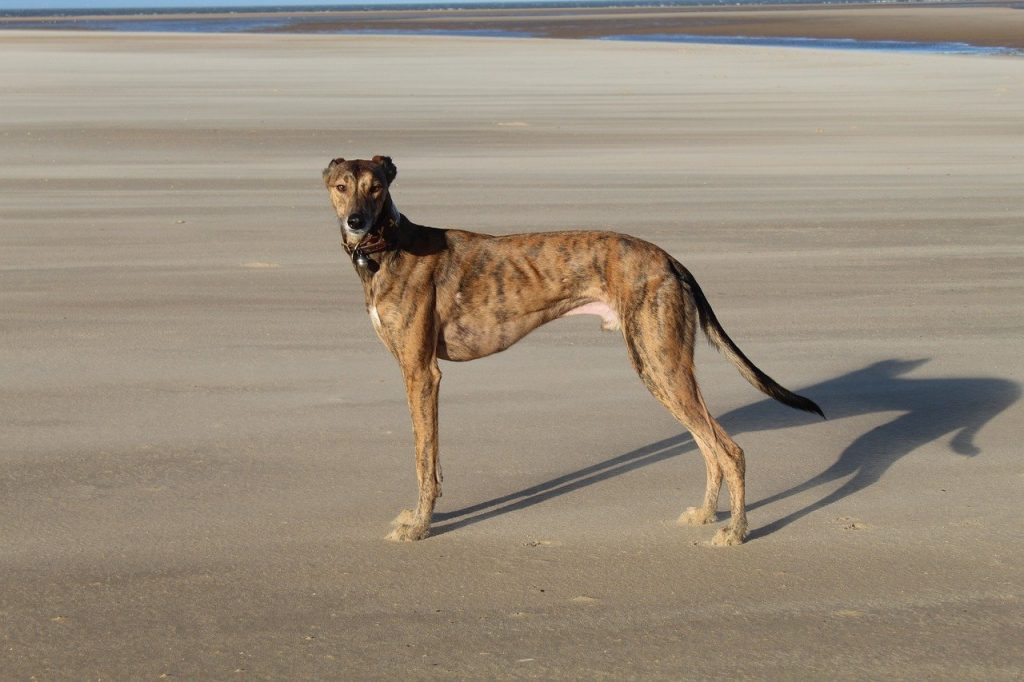 Lurcher dog, best therapy dogs