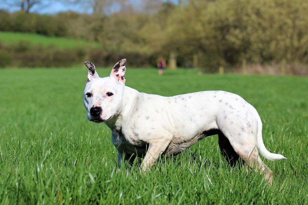 Staffordshire terrier therapy dog