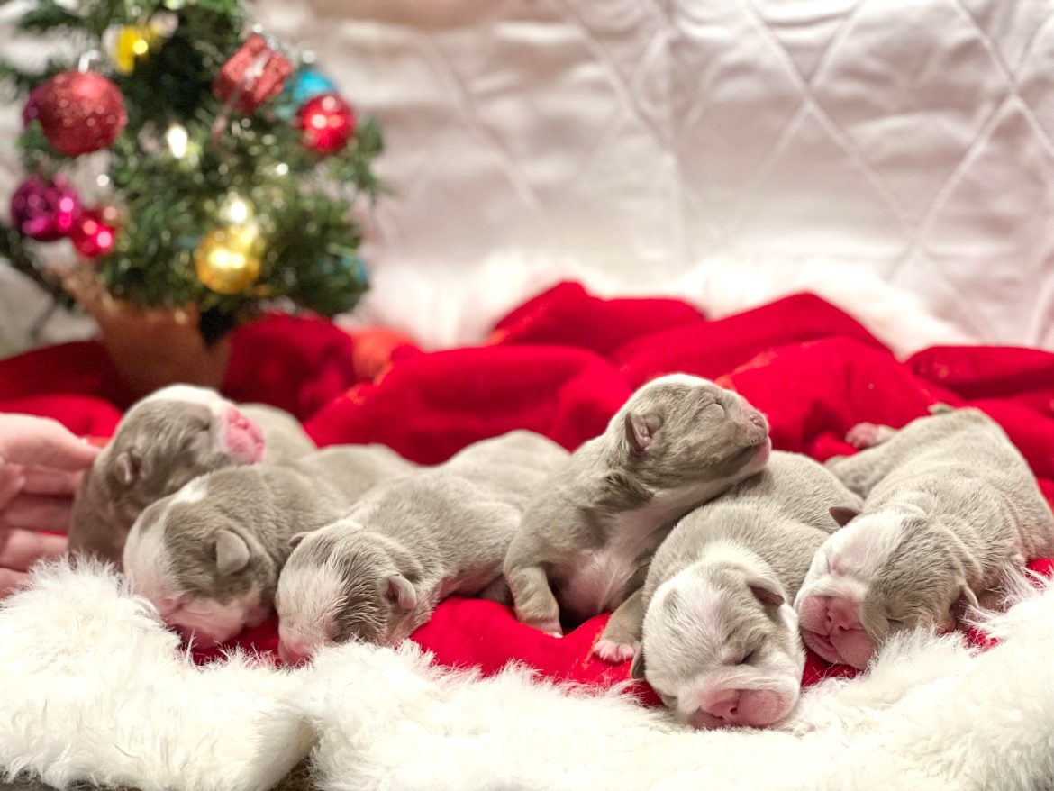 rare colored english bulldog puppies for sale