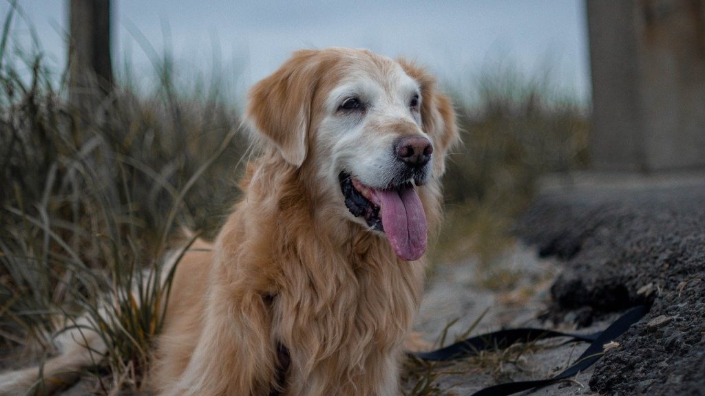 Labrador best therapy dogs