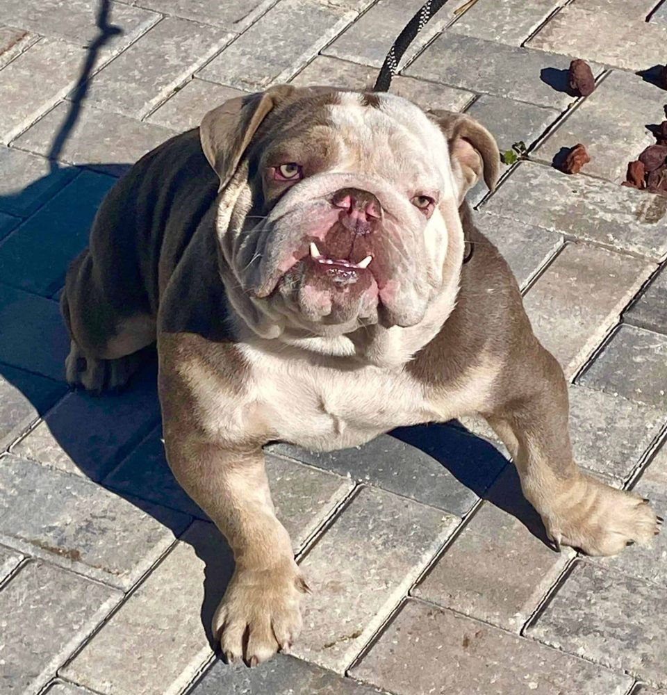 english bulldog carrier