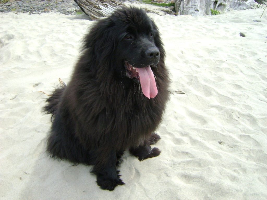 best therapy dogs Newfoundland