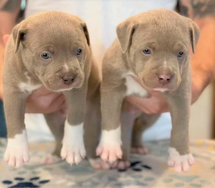 champagne pitbull puppies for sale