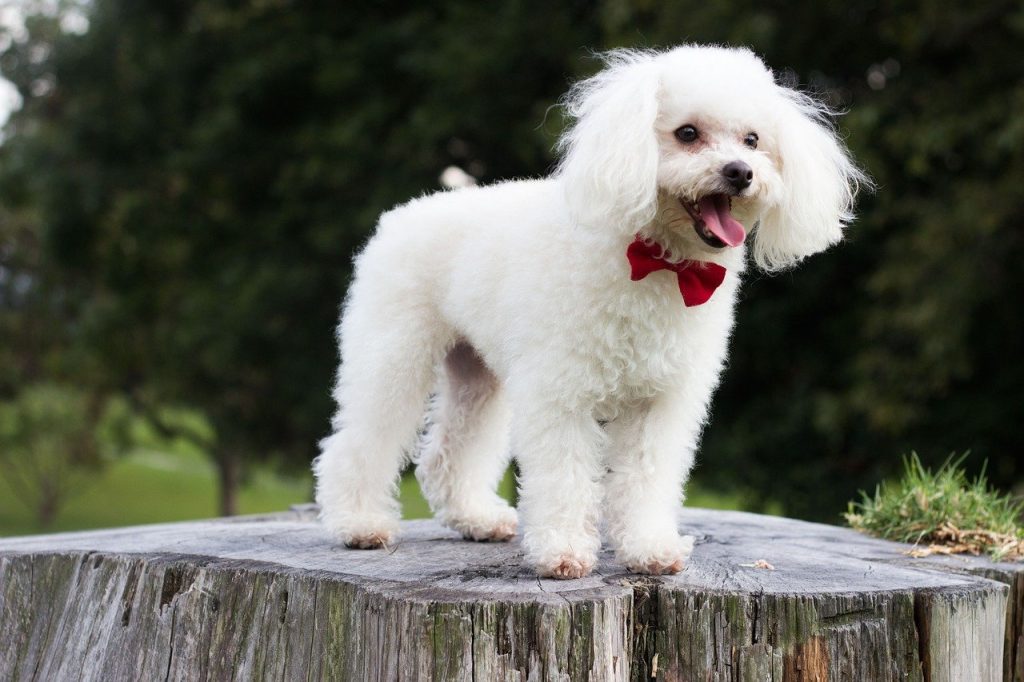 best therapy dogs poodle