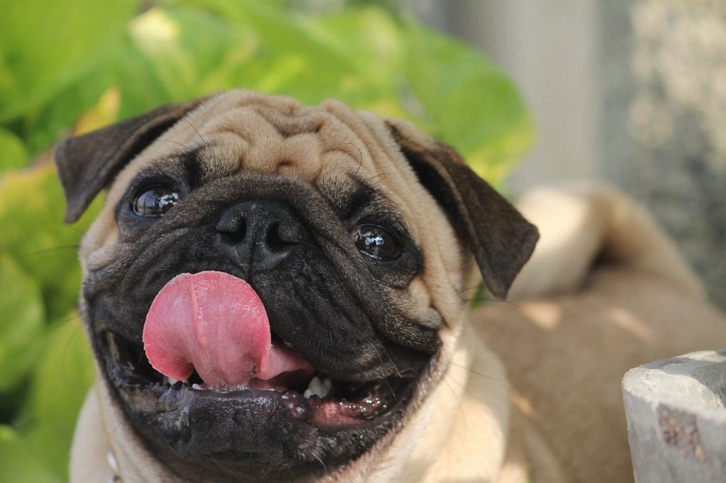 best therapy dogs, pug
