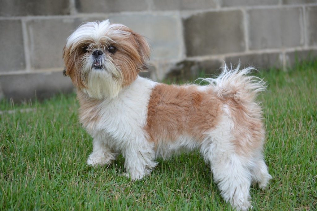 Shih Tzu, best therapy dogs