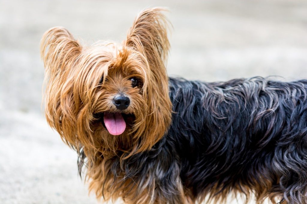 Yorkshire Terrier, best therapy dogs