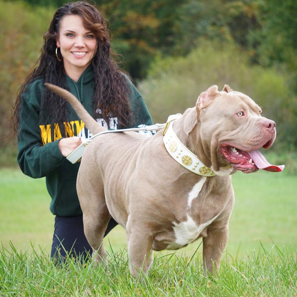 American bully dog