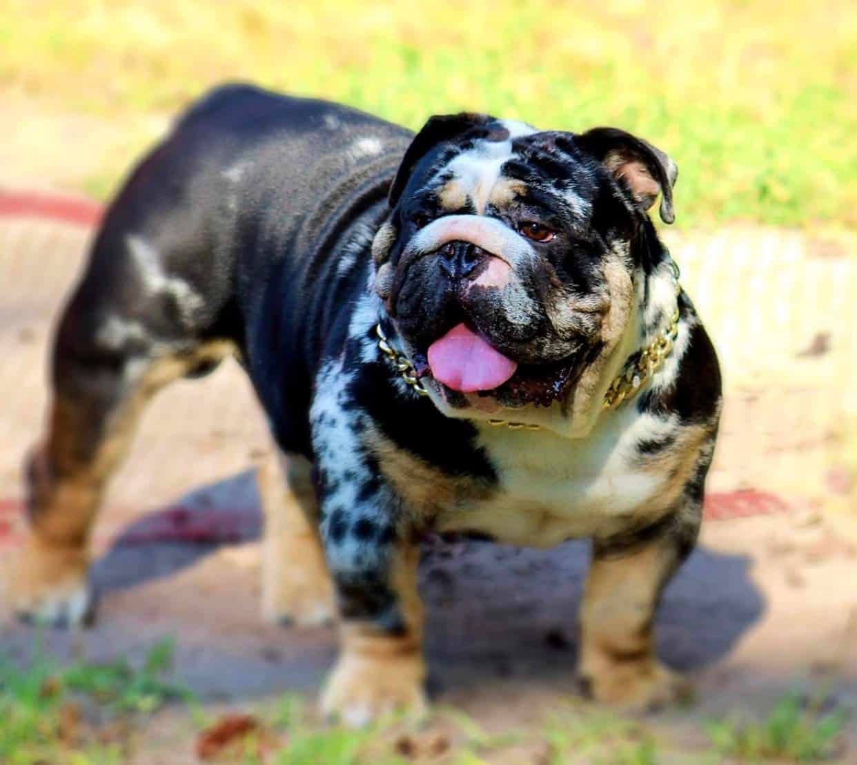 merle english bulldog puppies