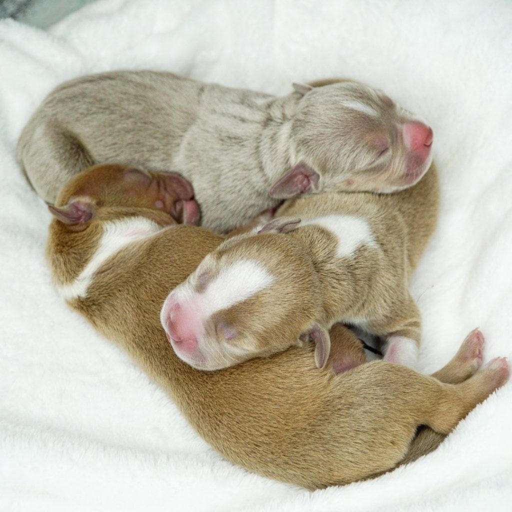 pitbull puppies for sale in Texas