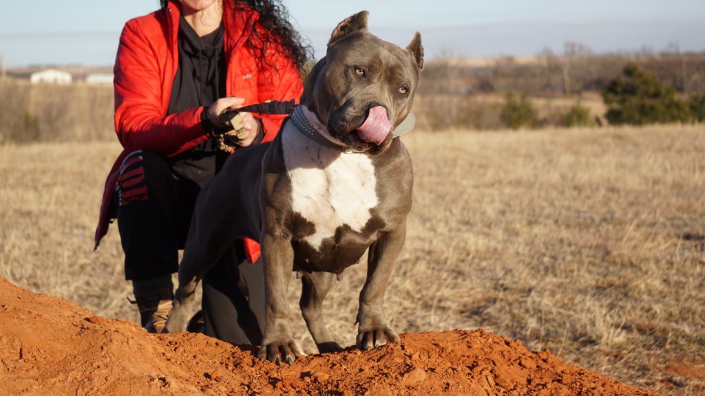 American bully puppy