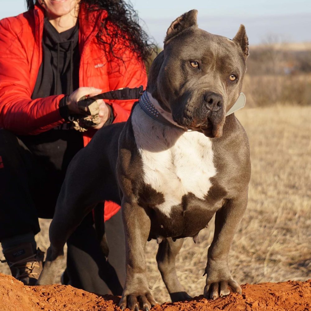 red and blue pitbull puppies