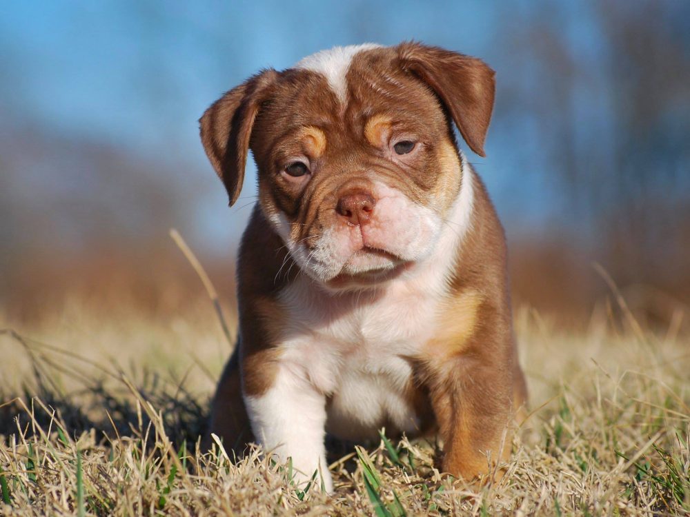 red nose pitbull puppies for sale in New Jersey