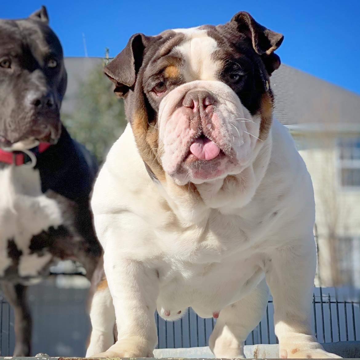 merle english bulldog puppies