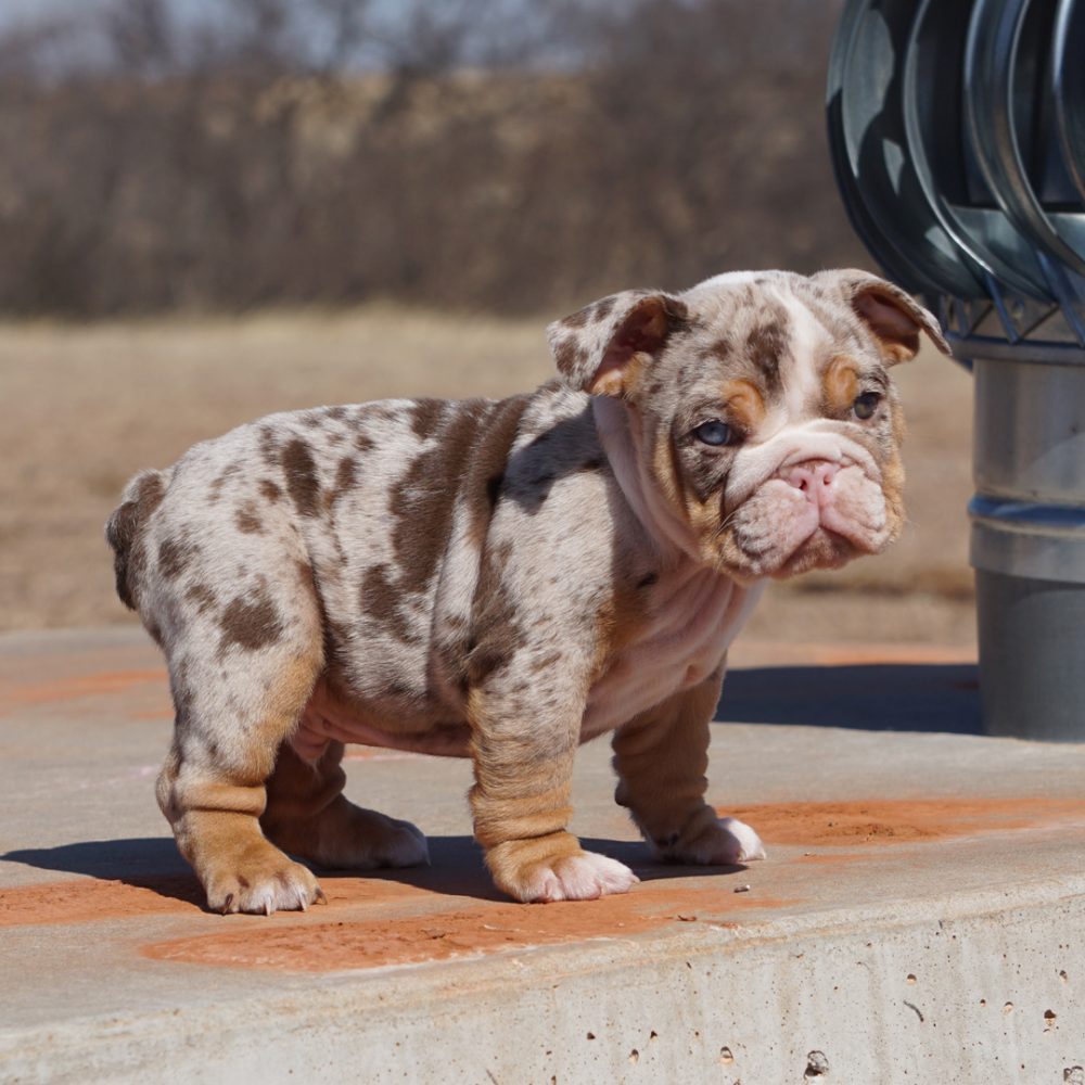 rare colored english bulldog puppies