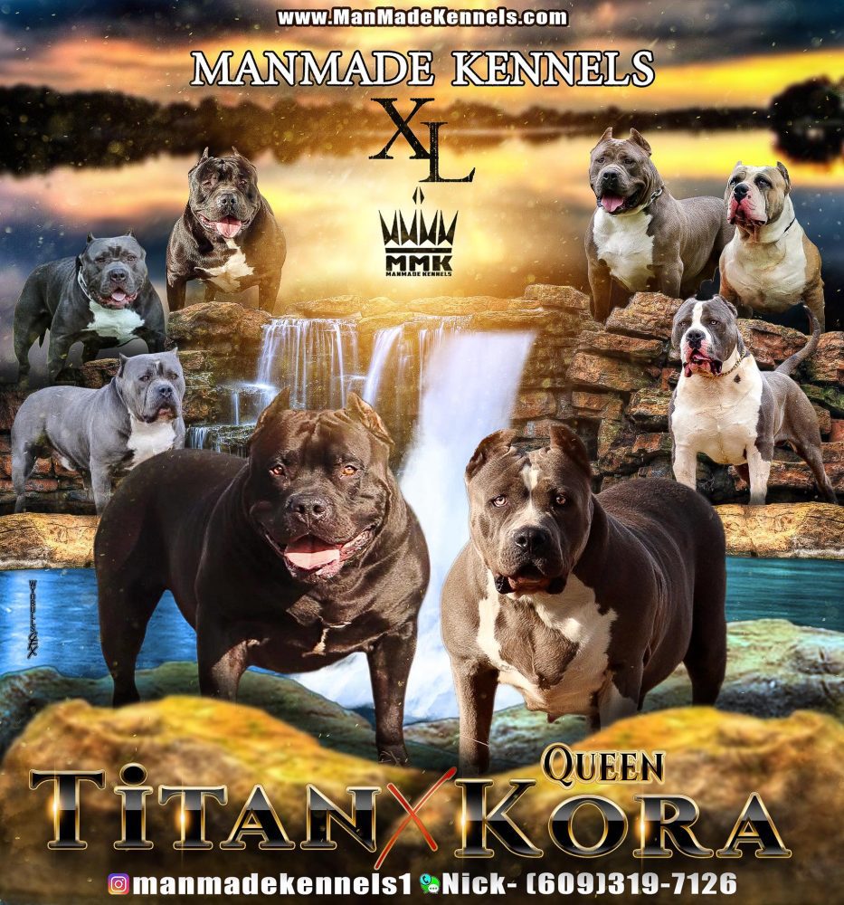PITBULL PUPPIES FOR SALE