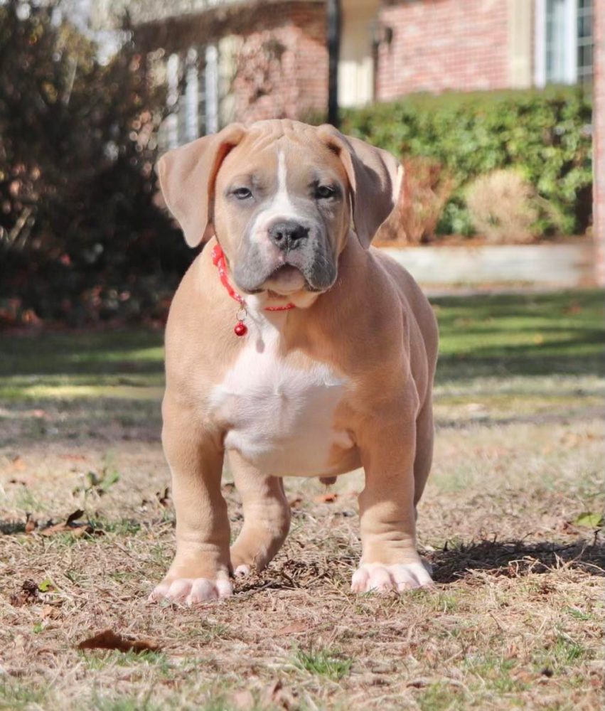 Pitbull Puppies For Sale Manmade Kennels XL Pitbulls