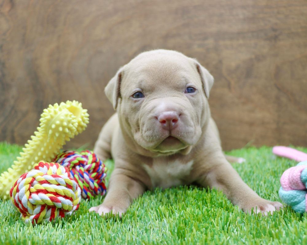 PIT BULL PUPPIES FOR SALE