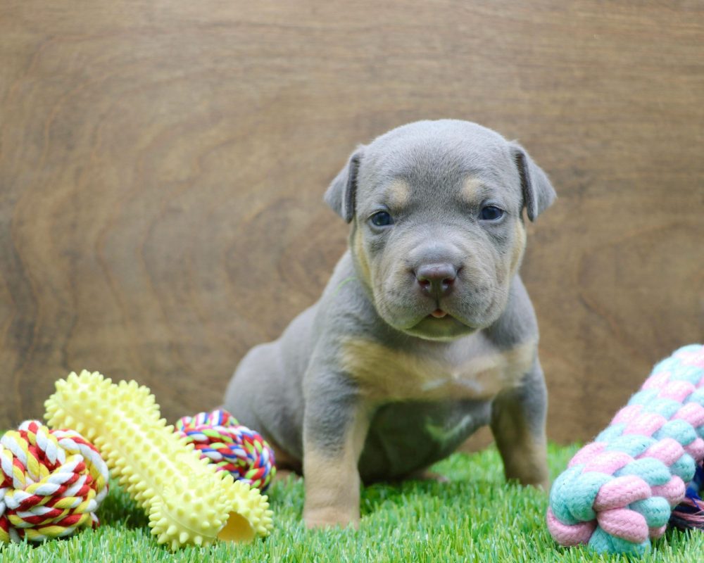 puppy pitbulls for sale